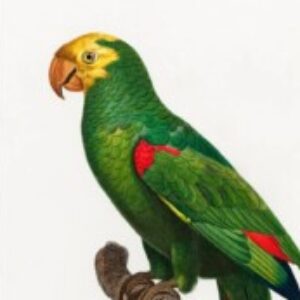 Profilbild av nostra