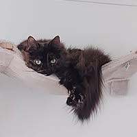 Profile photo of Yvonne Strömberg